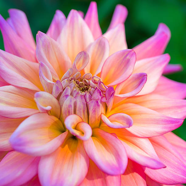 istock Vibrant Pink Dahlia 2226839683