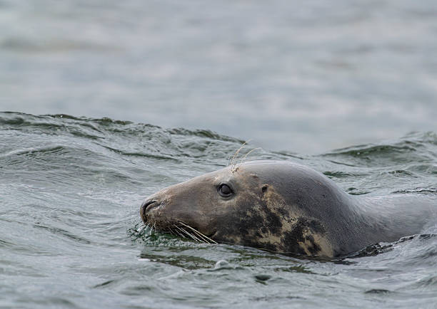 istock Grey seal swimming off the Farne Islands 2226841244