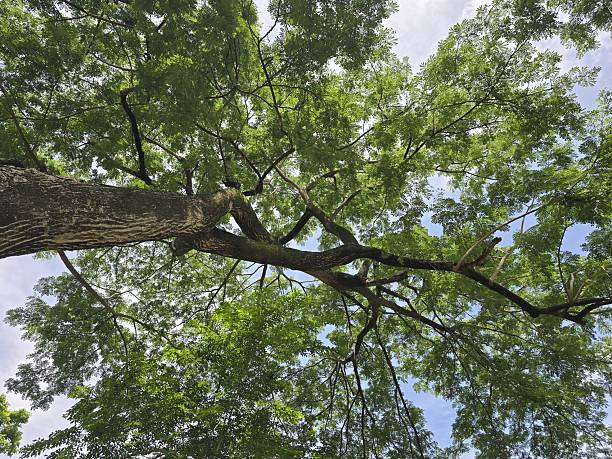 istock Majestic Tree Canopy Viewed from Below Against Blue Sky 2226841639