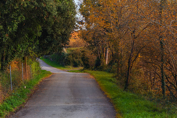 Rural road in the autumn forest