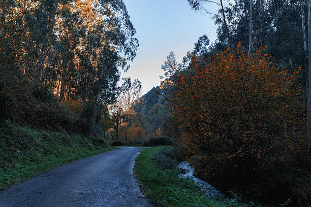 Rural road in the autumn forest