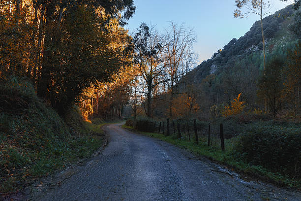 Rural road in the autumn forest
