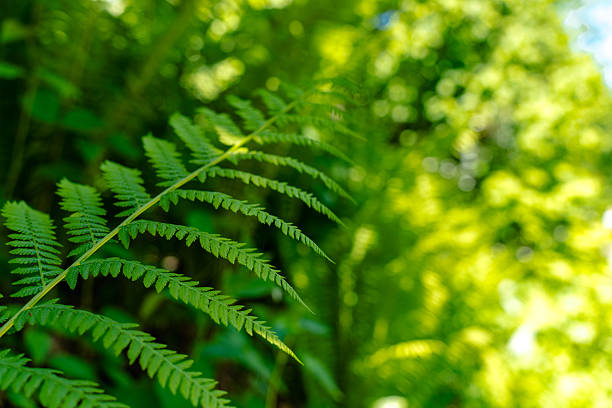 istock Beautiful fern leaf, natural background 2226841962