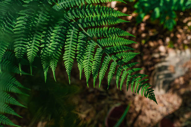 istock Beautiful fern leaf, natural background 2226842048