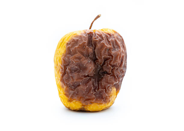 Yellow rotten apple isolated on white background.