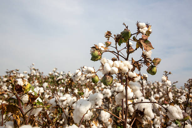 istock Cotton fields ready for harvesting, agriculture 2226843017