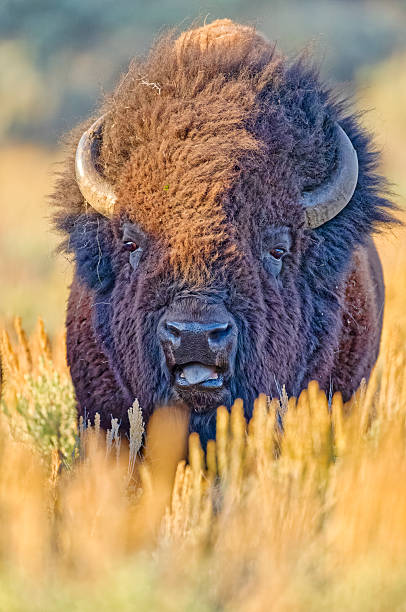 istock Yellowstone National Park in Wyoming 2226843514