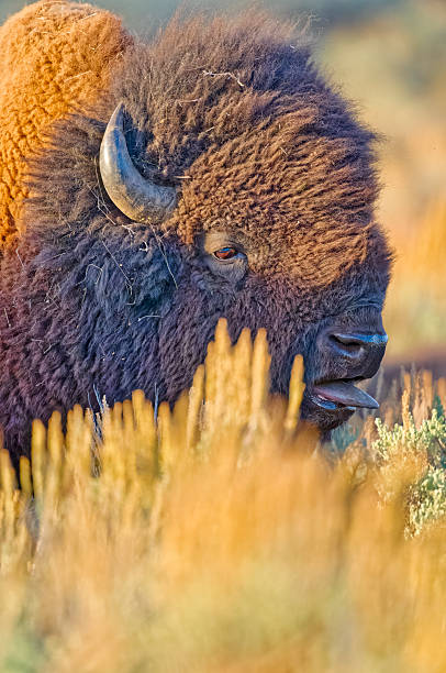 istock Yellowstone National Park in Wyoming 2226843515