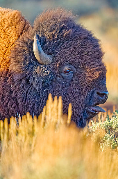 istock Yellowstone National Park in Wyoming 2226843516