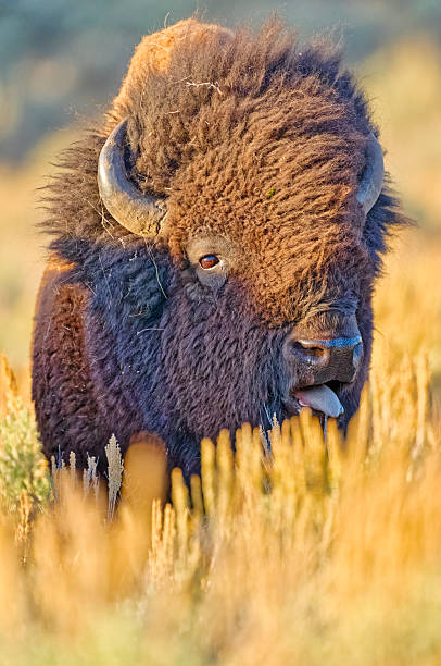 istock Yellowstone National Park in Wyoming 2226843545