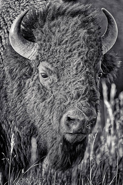 istock Yellowstone National Park in Wyoming 2226843552