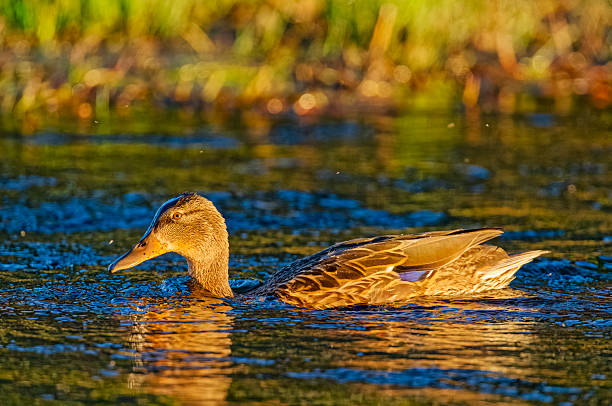 Mottled Duck on the Madison River in Yellowstone National Park