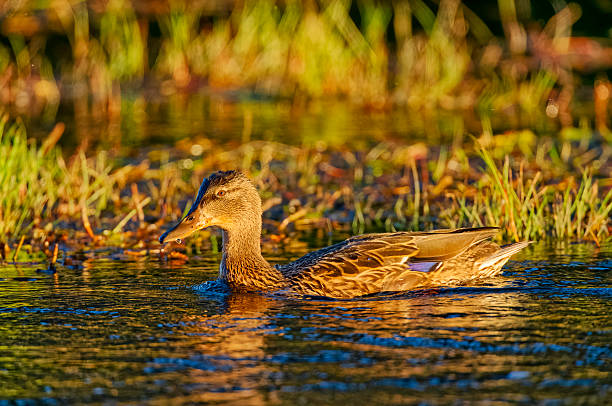 Mottled Duck on the Madison River in Yellowstone National Park