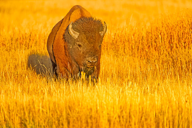 buffalo in south dakota