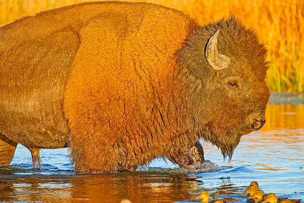 Bison in Yellowstone National Park