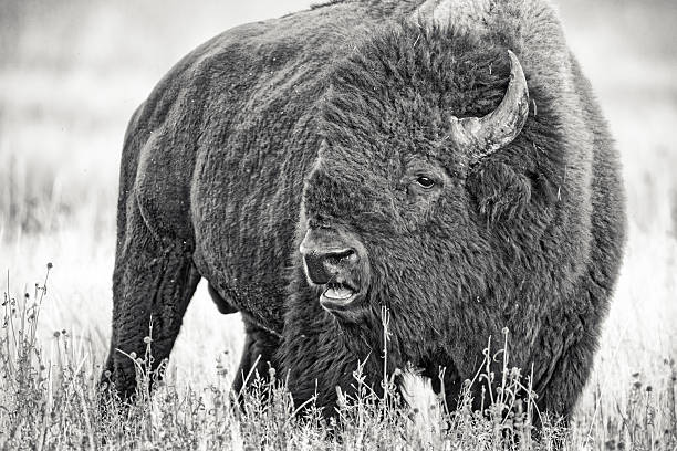 Bison in Yellowstone National Park