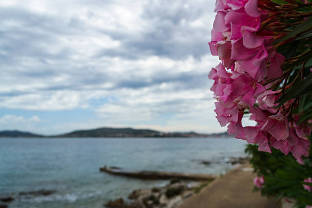 A close-up of vibrant pink oleander flowers, with the petals in sharp focus. The background is beautifully blurred (bokeh), revealing a serene seascape with the ocean, a distant island, and a rocky shoreline under a dramatic, cloudy sky. The composition creates a peaceful yet moody atmosphere, perfect for travel and nature-themed content with available copy space.