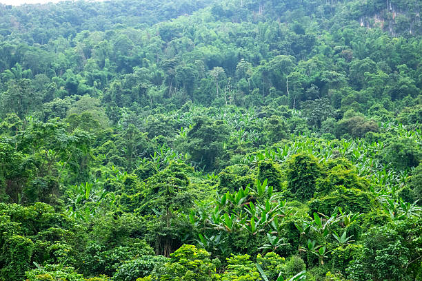 istock Deforested Hillside in Northern Laos 2226846783