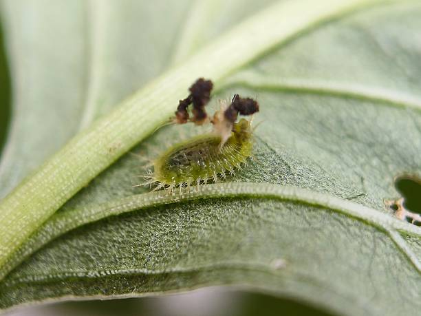 istock larva of a Tortoise Beetle ( Cassida rubiginosa ) 2226846850