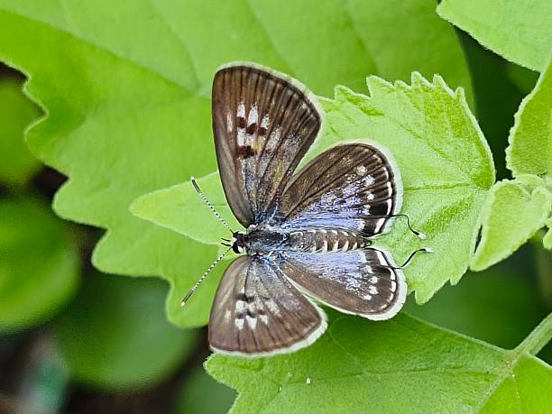 istock Black-spotted Pierrot butterfly 2226847051