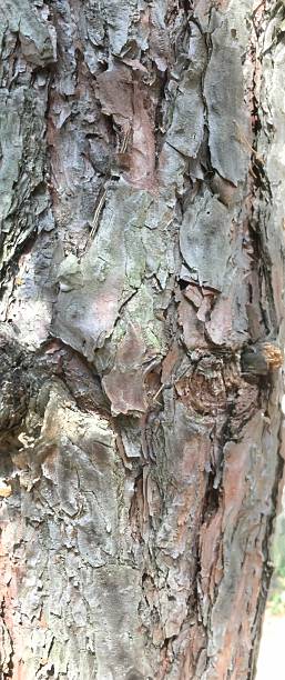istock Textured bark of a tree showcasing nature's details 2226847211