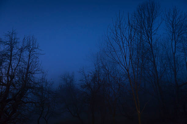 A serene woodland scene showcases bare trees silhouetted against a soft, deep blue dusk. The tranquil mood emphasizes the mystery and calmness of nature as shadows deepen and the light fades. This atmospheric image captures the quiet beauty and contemplative essence of a forest at twilight.