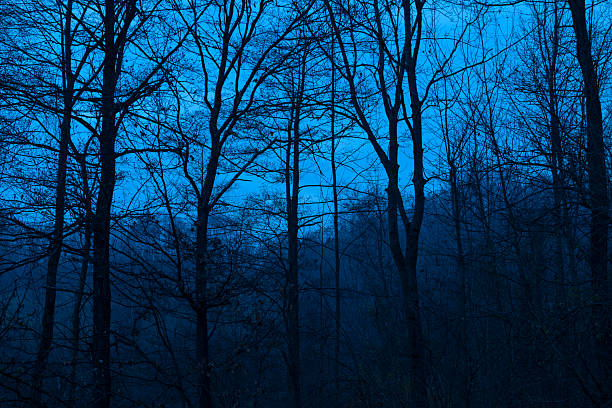 A tranquil scene of a forest captured during dusk, highlighting bare tree silhouettes against a soft, calm blue background. The atmosphere conveys a sense of peace and quietude, emphasizing the natural beauty and serenity of the woodland in winter.