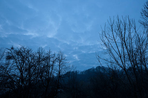 Twilight descends over a quiet forest, as bare trees rise into a cool-blue sky, evoking a sense of calm and stillness. The intricate tree branches create a striking silhouette against the soft hues of fading daylight, exemplifying the beauty of nature's quiet moments in winter.