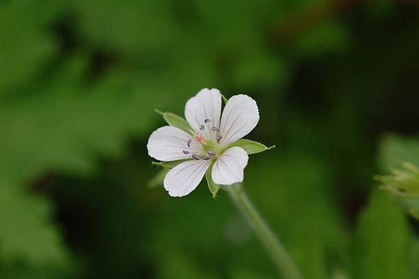 close-up of a blooming Geranium thunbergii flower, a Korean medicinal herb used for its anti-inflammatory and astringent properties. This image is part of the Geranium thunbergii series.