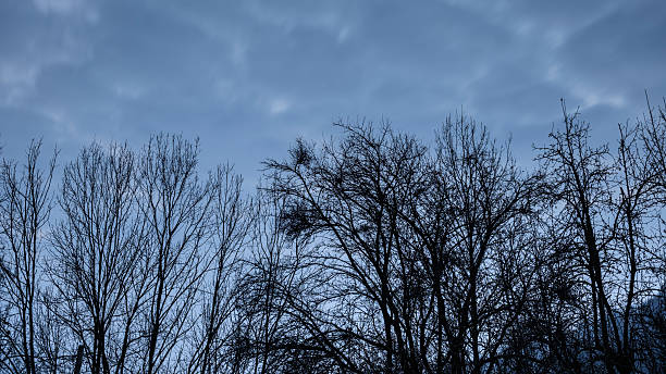 Silhouette of a tree against the light at sunset. Alsace, France.