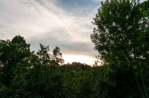 The last glow of day sneaks beneath soft stratus while leafy crowns form dark shapes below. Quiet mood piece perfect for mindfulness apps, poetry covers or night-time wildlife stories.