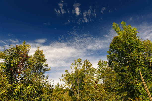 A scenic outdoor view showcasing vibrant green trees beneath a clear deep blue sky. Fluffy white clouds add dynamic texture, enhancing the serene and vibrant atmosphere. Perfect depiction of natural beauty and calmness, ideal for themes like nature, tranquility, and the outdoors.