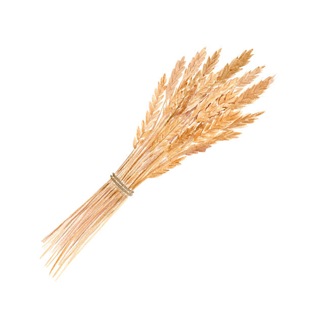 istock A golden wheat bundle tied with string. Watercolor illustration isolated on white. Hand painted clip art. Ideal for bakery branding, organic product labels, rustic packaging, harvest-themed designs 2226848752