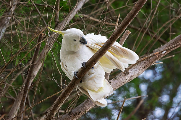 istock A Sulphur Crested Cockatoo sitting in a tree while preening 2226848832