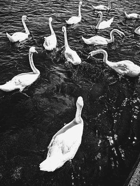 A black and white photo featuring a group ofwhite swans gracefully swimming on dark water.The strong contrast between the light birds andthe dark surface creates a dramatic and elegantwildlife image