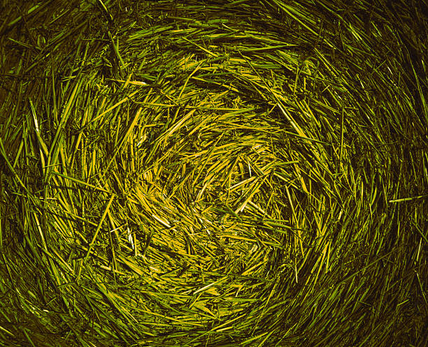 Detailed close-up of tightly rolled green straw in a spiral pattern, captured in Germany on July 22, 2025. This macro image highlights the structure and texture of plant fibers in an abstract, artistic way. Ideal as a natural background or texture for design and creative projects. Commercial use allowed.