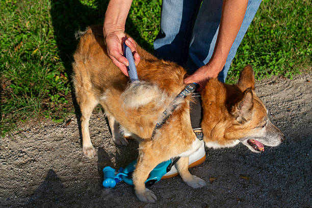 istock Dog grooming process. Removing shedding fur with a brush. 2226850804