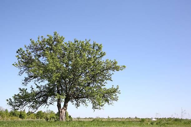 istock Beautiful tree growing outdoors on sunny day 2226851563