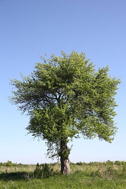 istock Beautiful tree growing outdoors on sunny day 2226851635