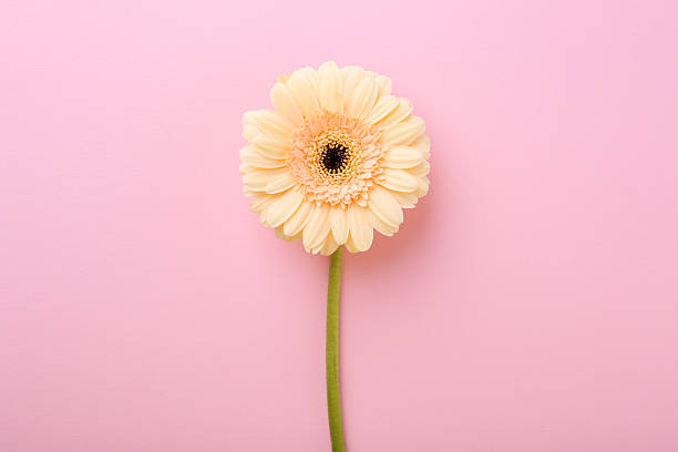 istock One beautiful tender gerbera flower on pink background, top view 2226851654