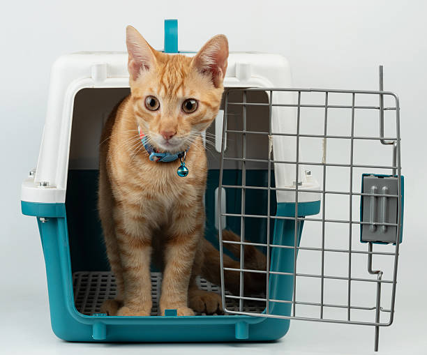 Orange tabby cat exploring pet carrier indoors before vet visit