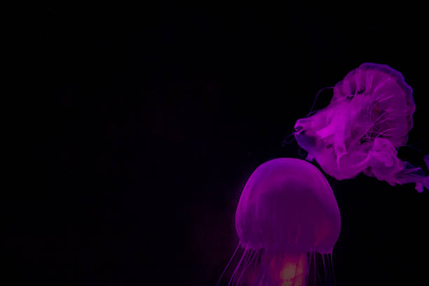 istock Two Purple Colorful Jellyfish 2226854645