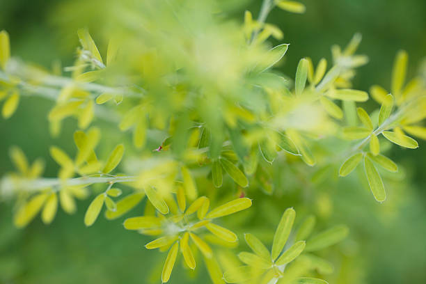 Closeup macro photo of Scotch Broom leaves in Pennsylvania