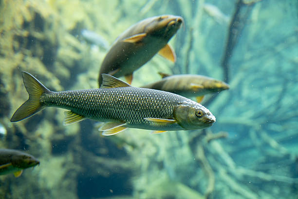 istock Group of Freshwater Fish in Aquarium | Chub with White Spots & Multiple Fish in Clear Underwater Habitat 2226854826