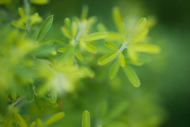 Closeup macro photo of Scotch Broom leaves in Pennsylvania