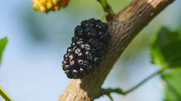istock Mulberry fruits on mulberry tree branches 2226855681