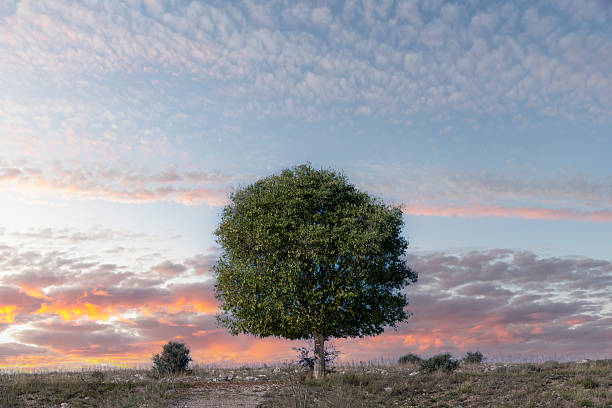 istock Single green tree standing on top of a hill 2226857285