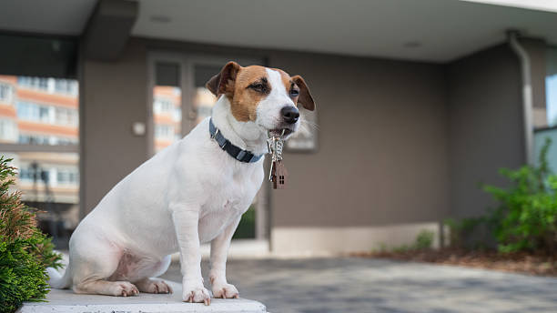 istock Jack Russell Terrier Dog Holding Apartment Keys. 2226857654