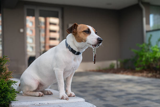 istock Jack Russell Terrier Dog Holding Apartment Keys. 2226857843
