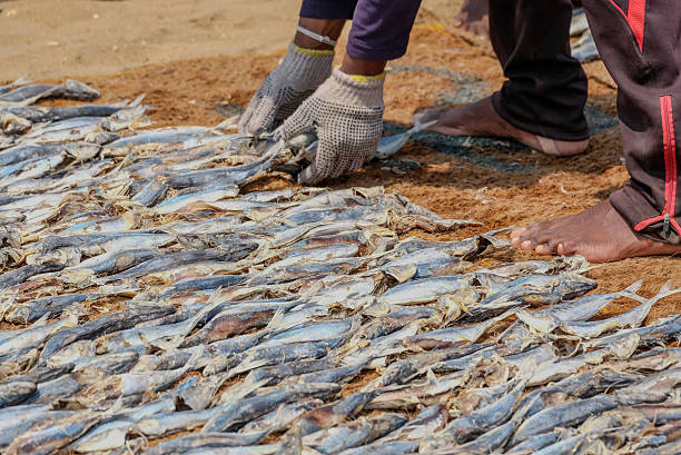 istock Fisherman gathering up sun dried fish from a mat 2226859558